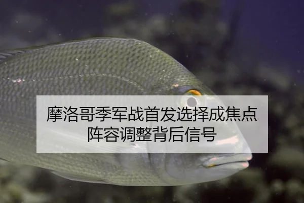 摩洛哥季军战首发选择成焦点 阵容调整背后信号